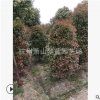 紅葉石楠柱子 高度150-300公分 規格齊全 造型好 精品苗 園林綠化