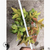 火焰南天竹 10-30公分 都有 季節不同 變色 庭院 花鏡 蕭山 苗木