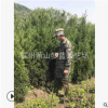 檜柏 塔柏 高度50-300公分 大小規格都有 造型優美 精品苗 園藝