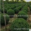 促銷【檜柏球】丹東檜柏球 各種規(guī)格 精品檜柏球 柏樹(shù)小苗 雁柏
