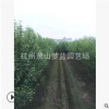 木槿 1-10公分 根系旺 適應能力強 大小規格 齊全 長期供應工程苗