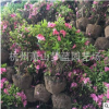 春娟球 冠幅20-100公分 園林 樹木 綠化 土球 蕭山苗木 優質精品