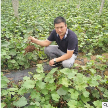 如何鑒別嫁接夏黑葡萄苗品種 陽光玫瑰葡萄苗種植土壤要求有哪些