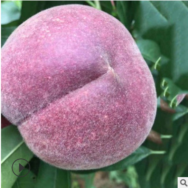 什么季節種植桃樹苗成活率高秋季起嫁接桃苗現挖先賣黑桃皇后桃苗