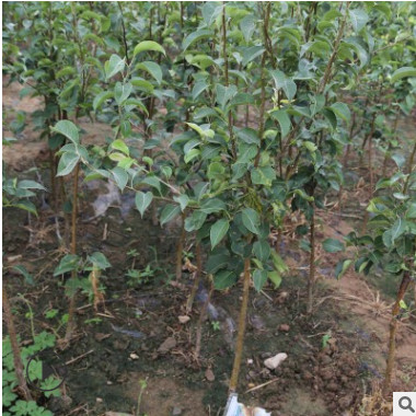 苗圃基地大量供應奧紅一號梨樹苗品種保證 雨露香梨樹苗現挖現賣