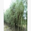 青皮垂柳批發 大量出售 青皮垂柳 各種規格 各種品種