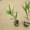 紫花翠蘆莉高25-30cm中山地被小袋苗基地直銷