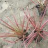 小袋苗七彩馬尾鐵高25-30cm基地直銷