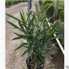 小袋苗夾竹桃 護坡苗木高50-60cm紅花粉花黃花甲竹桃