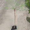 基地直銷袋苗南天竹 庭院假山綠山孤植直桿觀賞盆栽