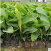 花廠批發小盆栽天堂鳥 基地直銷觀花鶴望蘭等綠植袋苗帶土球發貨
