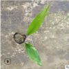 花廠直銷綠植盆栽蜘蛛抱蛋 基地批發一葉蘭等多種袋苗帶土發貨