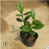 花廠直銷小盆栽梔子花 批發白嬋小灌木等濃香綠植袋苗帶土球發貨