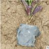 花廠批發綠植小盆栽變葉木 基地海南灑金等多種樹苗帶土球發貨