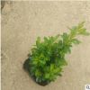 花廠供應盆栽小葉黃楊 基地批發多種綠植工程樹苗帶土球發貨