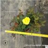 薔薇多季開花分栽豐花月季 品種多樣 花色多種