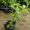 花廠批發苗木荷木 造林樹苗木荷 單棵木荷樹苗