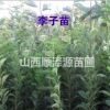 山西李子苗，嫁接的李子苗。李子樹