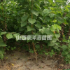 山西杏樹苗，嫁接的杏樹苗，杏樹，杏樹實生苗