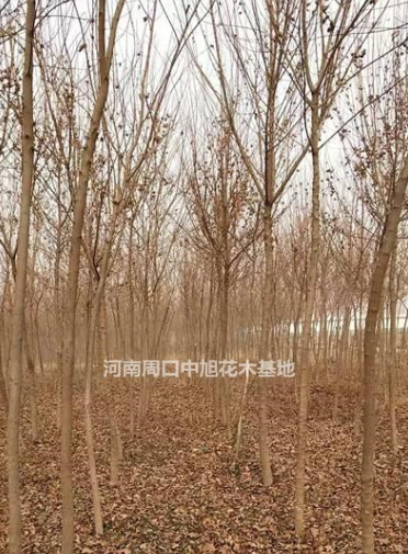 周口中旭園林五角楓，量大，歡迎垂詢