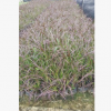 觀賞草基地批發盆栽紫葉狼草 色彩植物紫葉狼尾草 大宗苗木采購