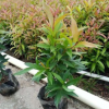 陽臺綠籬植物紅車 易種植彩葉盆栽紅枝蒲桃