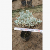 銀葉菊 觀葉花卉芙蓉菊