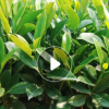 非洲茉莉是四季常青小盆栽 基地批發灰莉等易種綠植袋苗帶土發貨