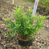 片植叢植均可毛杜鵑 觀賞花卉錦繡杜鵑
