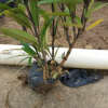 叢植片植皆可駁骨丹 四季開(kāi)花接骨木