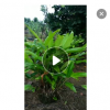 蝎尾蕉 園林盆栽　金嘴蝎尾蕉批發(fā)