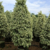 綠籬孤植皆可星光榕　極高觀賞花葉榕
