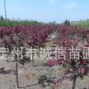 西府海棠、紅寶石海棠、亞當(dāng)海棠 河北各種海棠