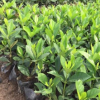 基地批發(fā)綠植小盆栽澳洲鵝掌柴帶土球發(fā)貨 花八葉易養(yǎng)活