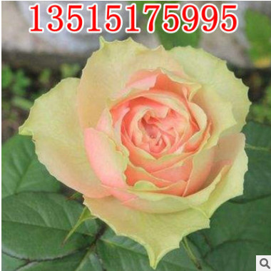 歐洲月季花苗 火龍果歐月苗切花多花包子型四季開花玫瑰帶花發貨