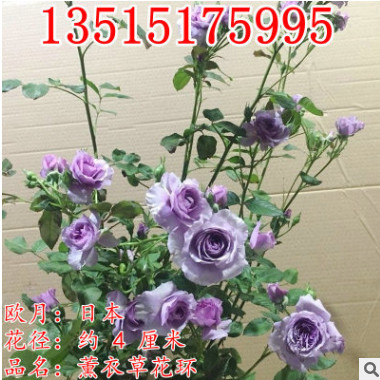 庭院植物盆栽藤本月季歐月大苗 薰衣草花環玫瑰花苗藤本爬藤月季