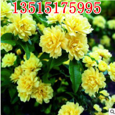 苗圃批發綠化爬藤植物木香花薔薇花苗 開花十里香 七里香當年開花