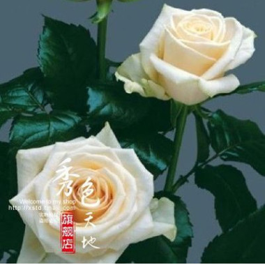 苗圃批發香水切花玫瑰苗白葡萄酒切花月季苗香水玫瑰花苗