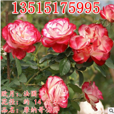 歐月灌木月季花苗大花摩納哥公爵四季開花花卉庭院盆栽觀花植物苗