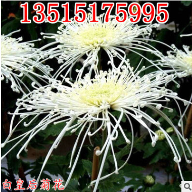 限時特價 精品菊花苗批發[白皇后]盆栽 庭院花卉 開花可泡菊花茶