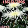 限時特價 精品菊花苗批發[白皇后]盆栽 庭院花卉 開花可泡菊花茶