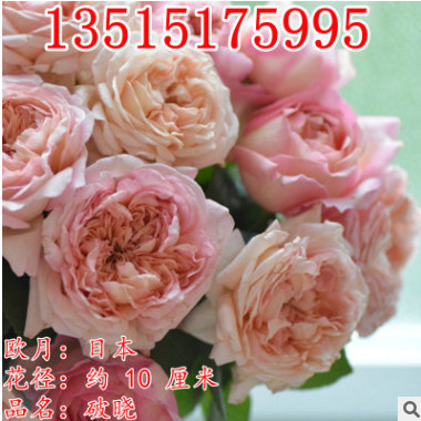 新品藤本月季花苗 破曉 大花濃香爬藤薔薇花苗 盆栽花卉園藝綠植