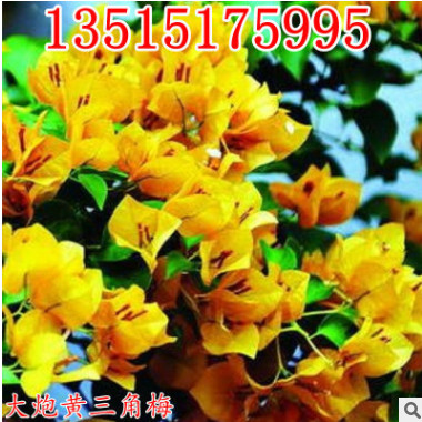 三角梅盆栽 三角梅花苗盆景 大炮黃三角梅爬藤爬藤花卉 攀爬植物