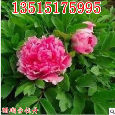 庭院植物菏澤牡丹花王 珊瑚臺牡丹花苗 盆栽牡丹苗 批發當年開花