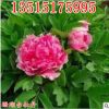 庭院植物菏澤牡丹花王 珊瑚臺牡丹花苗 盆栽牡丹苗 批發當年開花