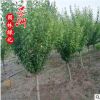 紅梅批發(fā) 嫁接紅梅 綠梅 景區(qū)園林綠化樹(shù)各種規(guī)格 基地直銷(xiāo)
