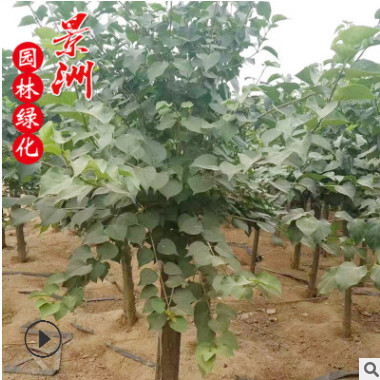 哪里有賣丁香 紫丁香價(jià)格 獨(dú)桿紫丁香 叢生紫丁香花批發(fā)