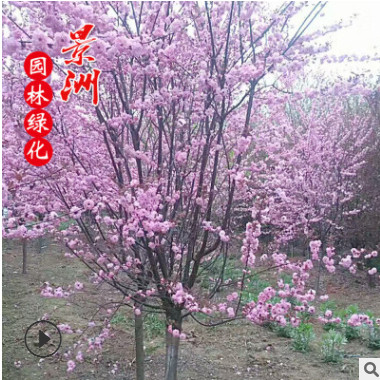 美人梅 大花美人梅美人梅 美人梅批發(fā)