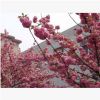 紅葉碧桃 紫葉碧桃 園林景觀植物小苗風(fēng)景樹(shù) 紅花碧桃 重瓣碧桃