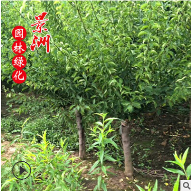 哪里有賣紅梅樹 紅梅價(jià)格綠化工程 梅花樹基地直銷嫁接紅梅